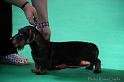 Crufts2011_2 809